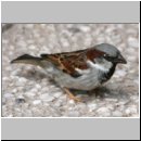 Passer domesticus - Haussperling m01.jpg